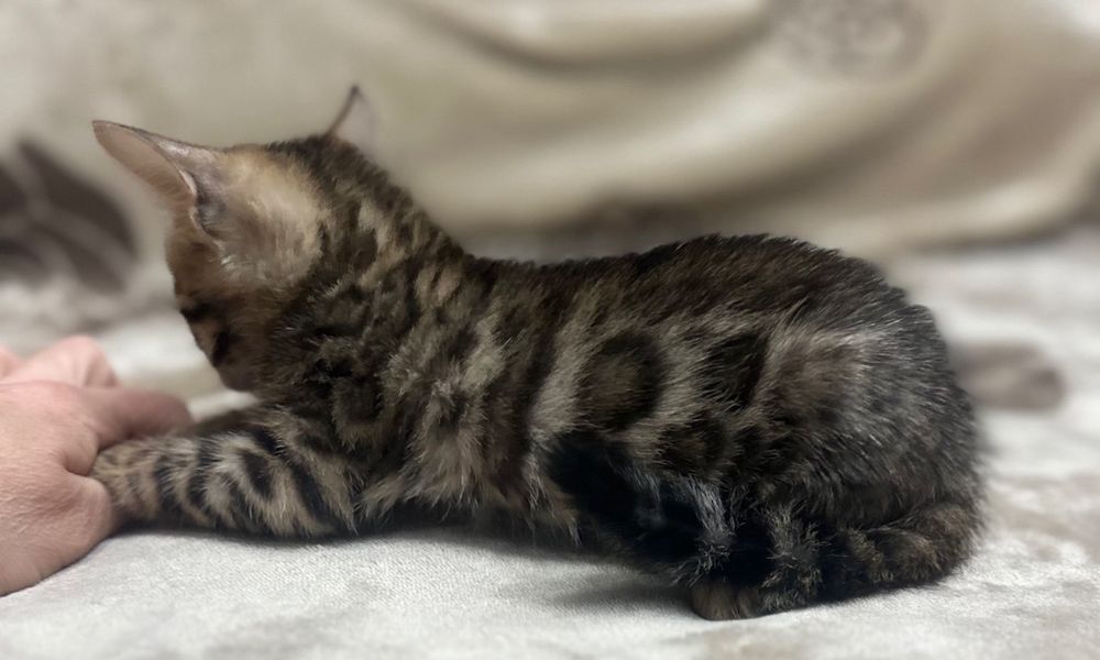 Бенгальские котята