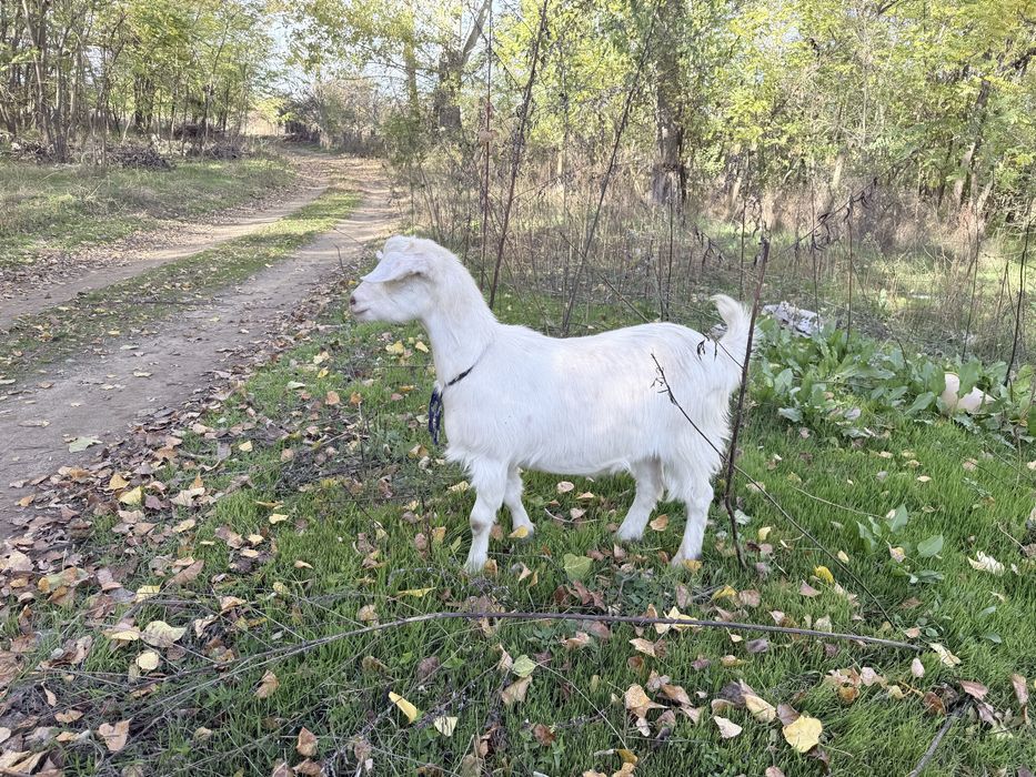 Țap si iada de 8 luni