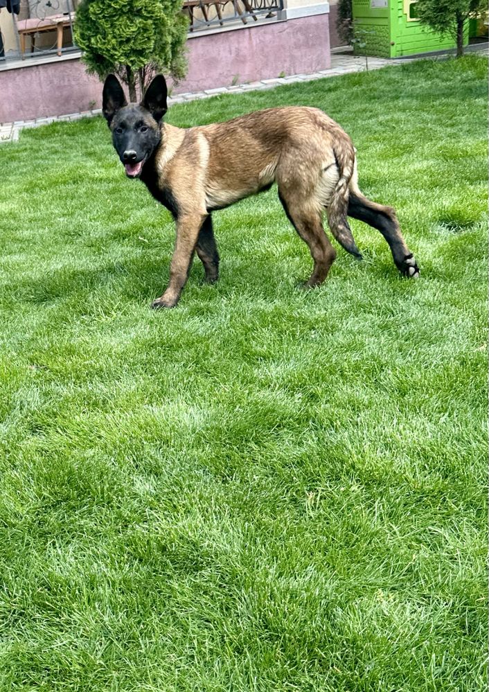 Malinois Belgian