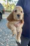 Cocker Spaniel femela
