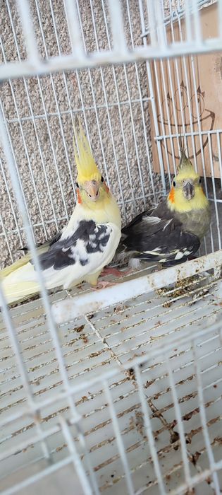 Vând papagali cu cușcă mare