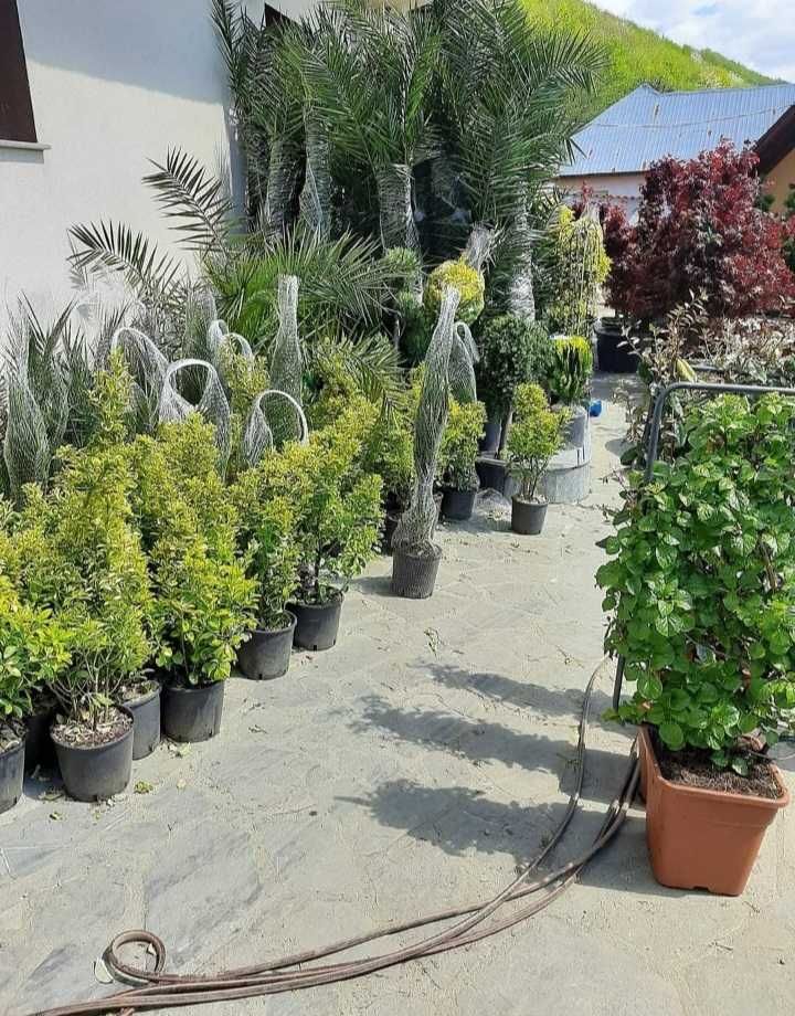 Plante Ornamentale De Calitate Superioara