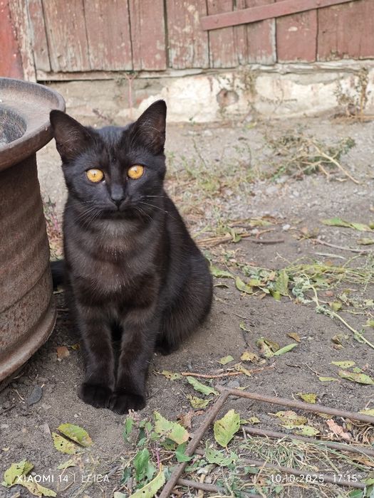Отдам молодую кошечку