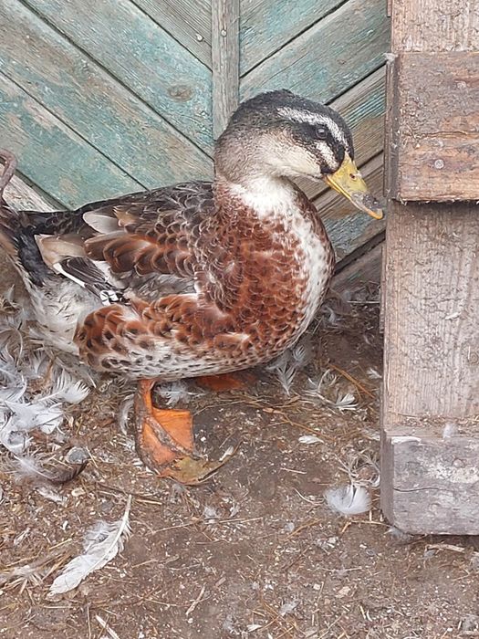 Гуси ,утки  индоутки
