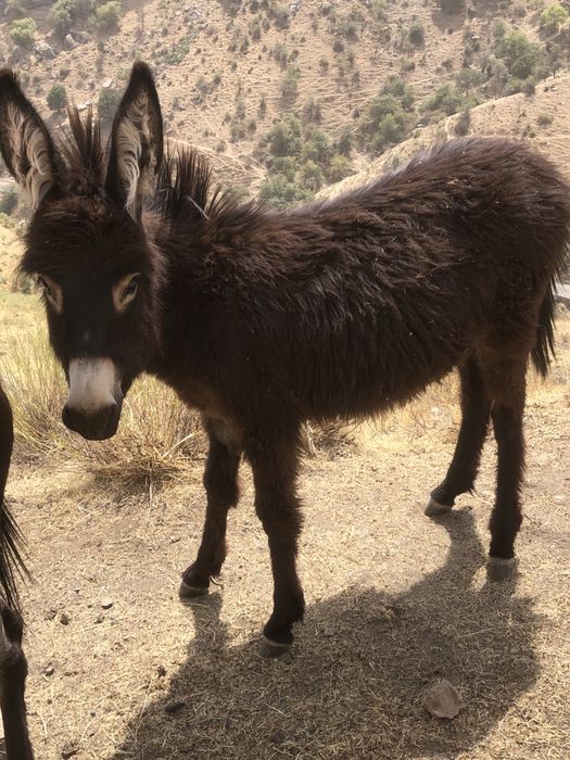 Ona bola urgochi ewwak yuvow tepmaydi tiwlamaydi