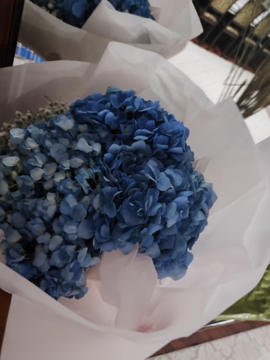 Гортензии гортензии