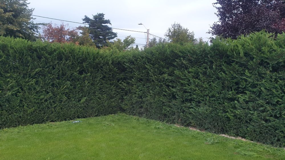 Prestări servicii tuns gazon,iarba,toaletare gard viu