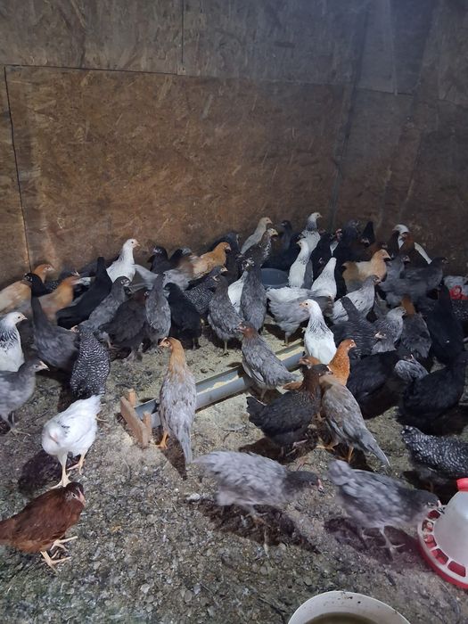 Puicuțe ouătoare de vânzare