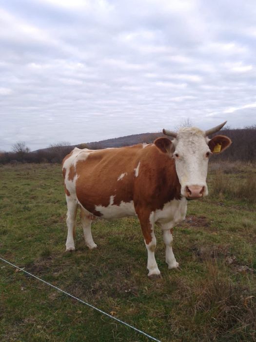 Vând vaca bălțata