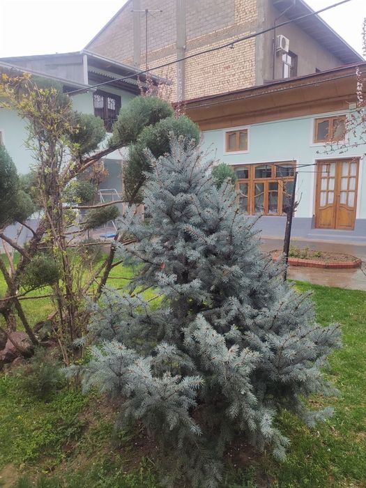 Archa narxini kelishamiz