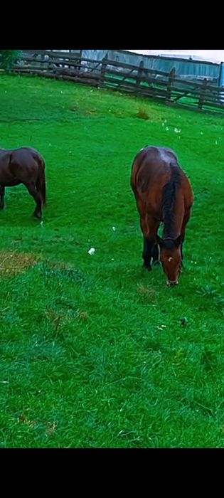 Vând mânză de 5 luni