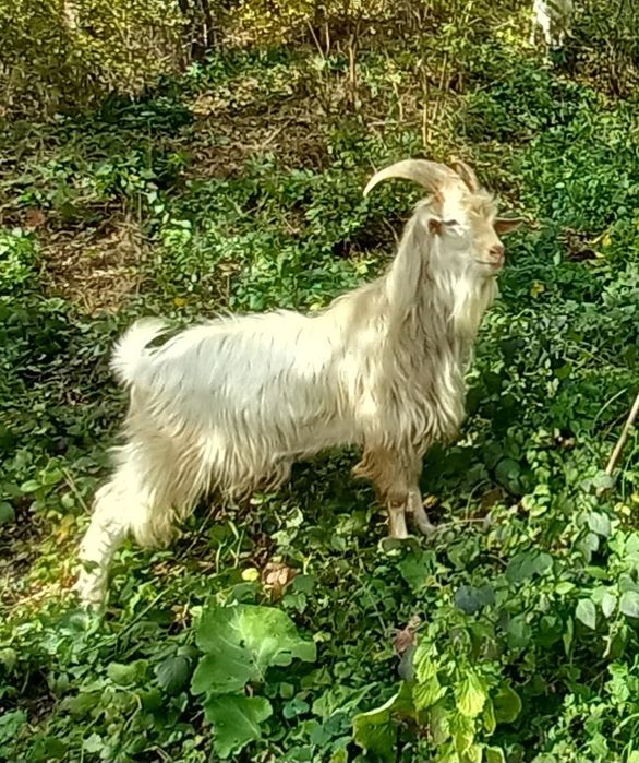 Țap saanen de un an și opt lunii