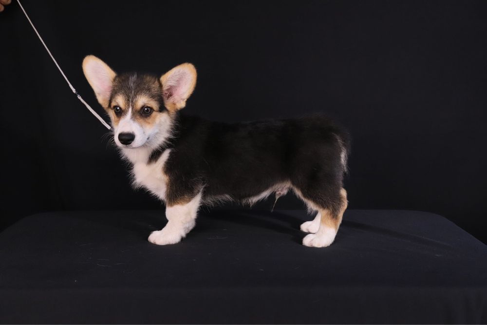 Mascul tricolor Corgi
