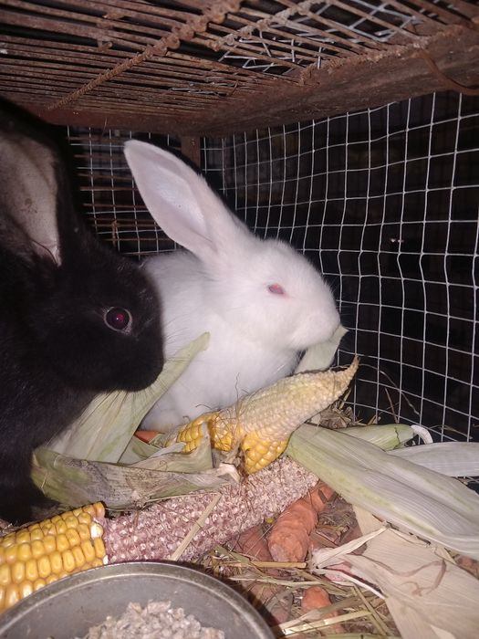 Iepurași drăgălași