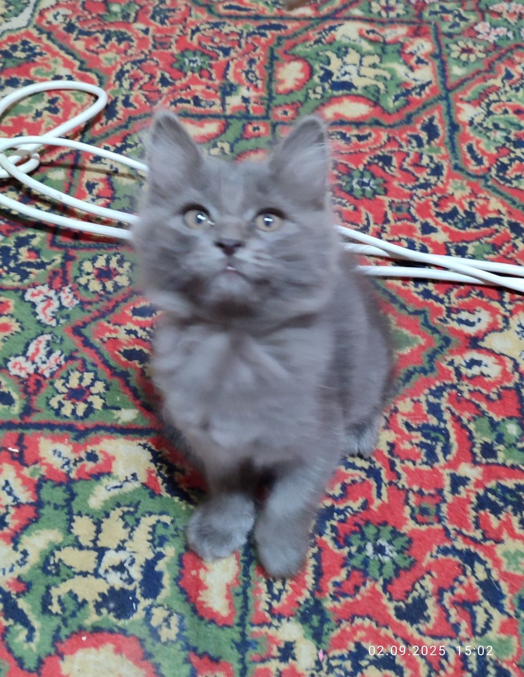 Отдам котенка бесплатно