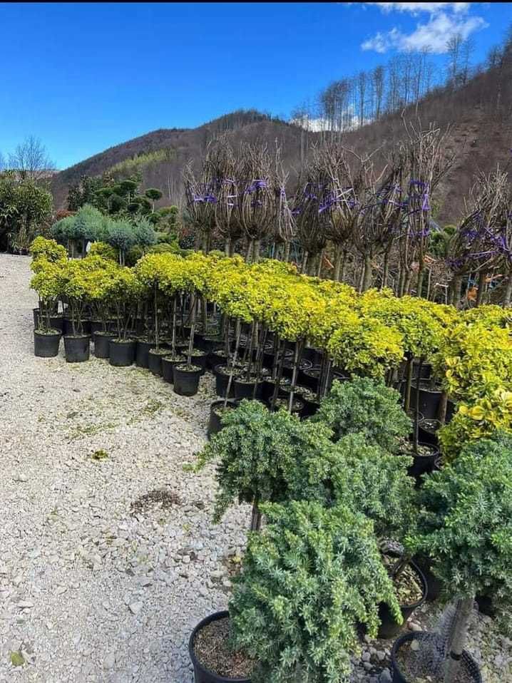 Plante ornamentale