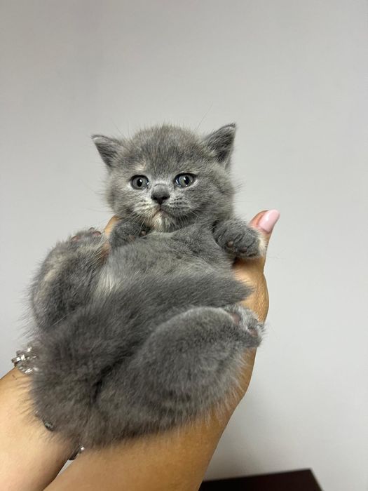 Pisic de rasa british