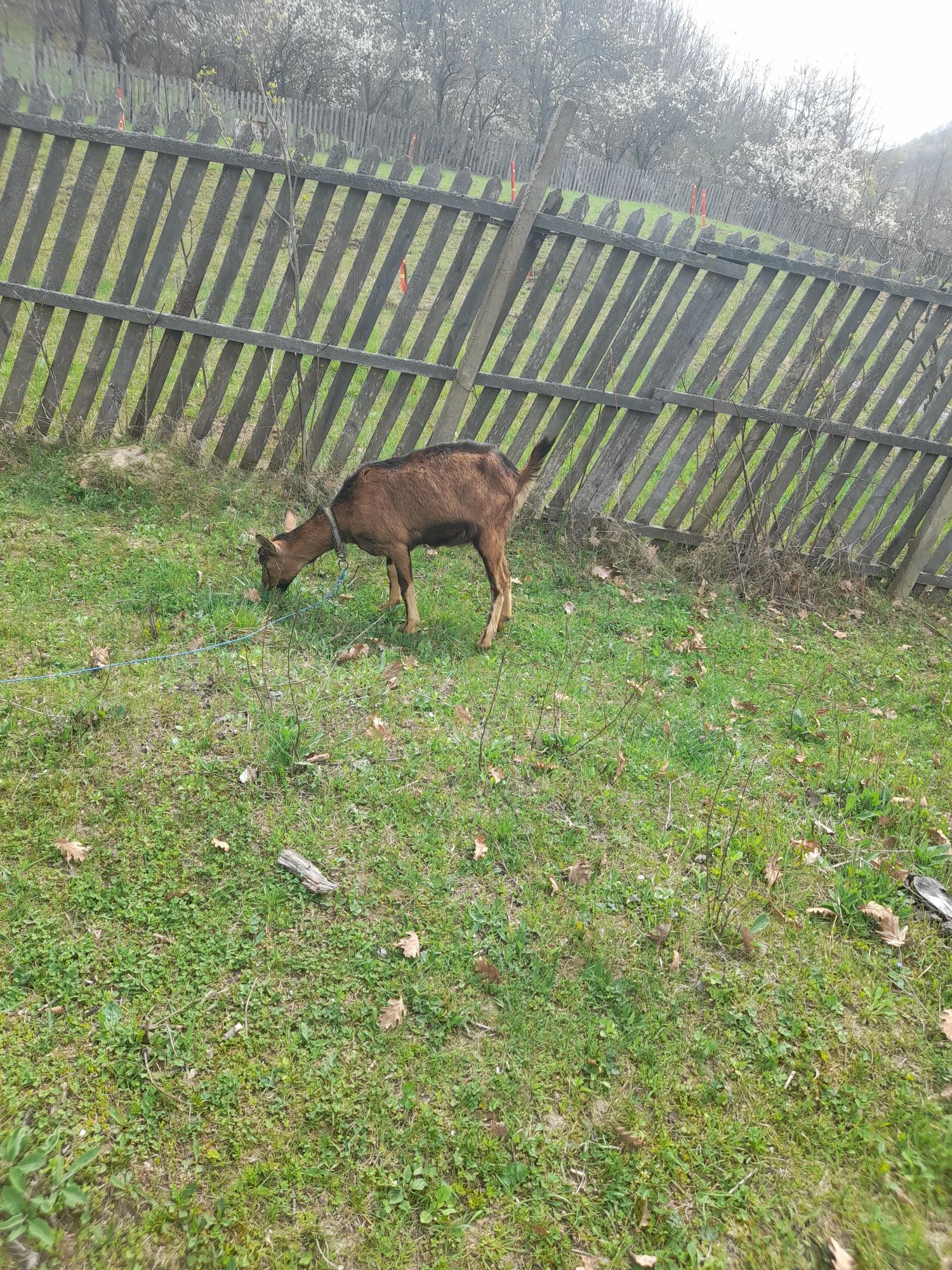 Capra alpina de vinzare