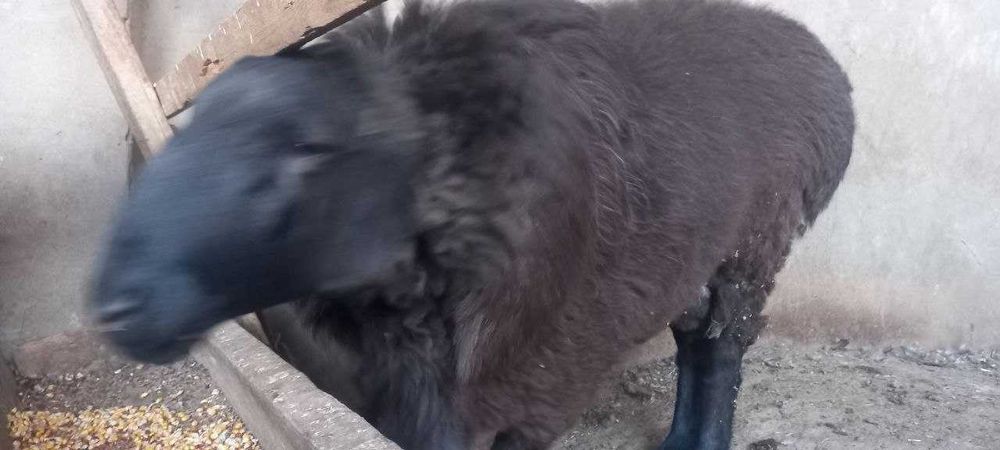 Катта кучкор сотилади