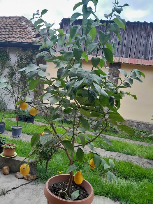 Vand Lamai la ghiveci