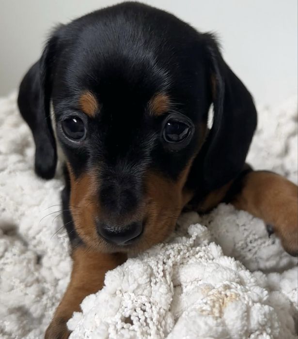 Teckel dachsund 1000 lei