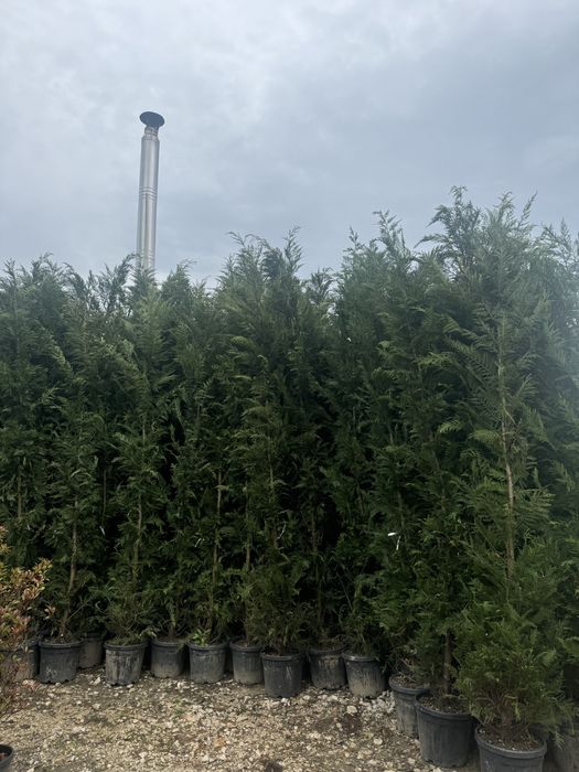 Vand leyladi chiparos verde