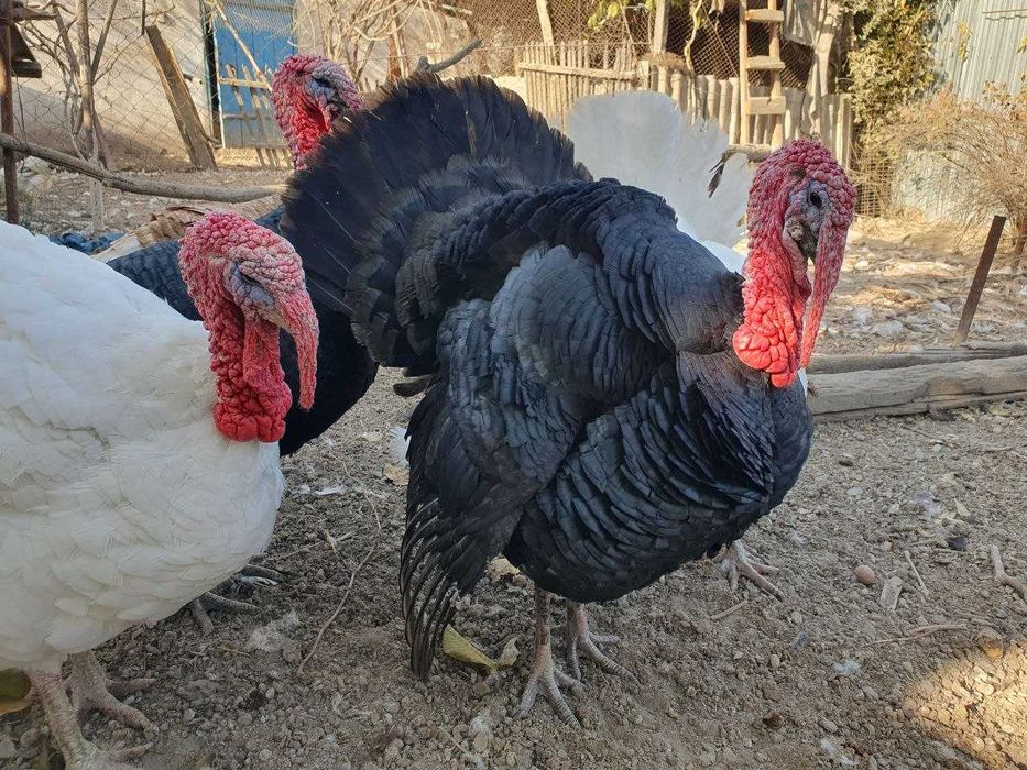 продажа домашних индюков