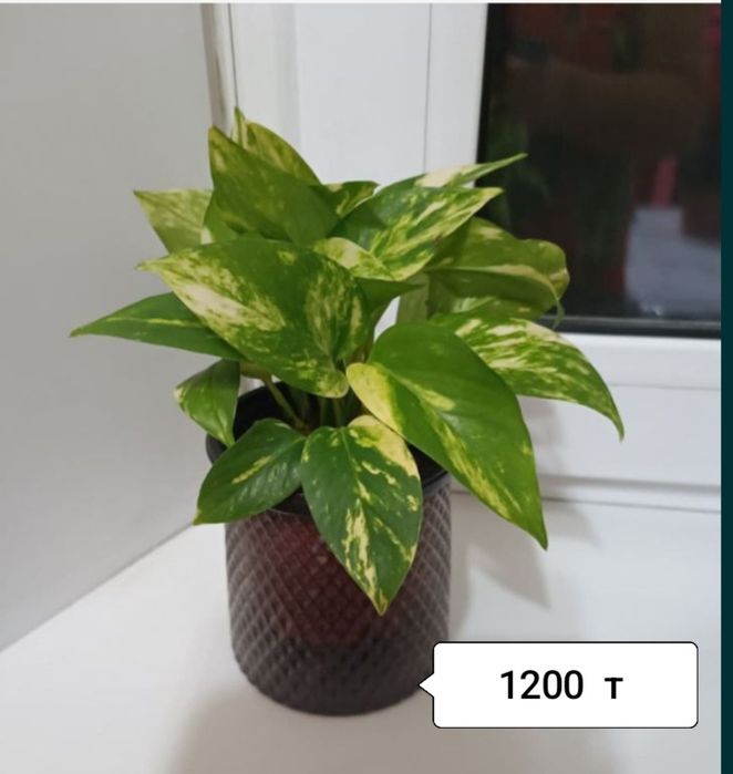 Продаю цветы разные