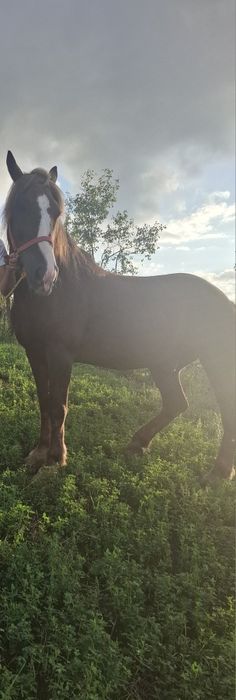 Cal de vânzare mai multe detalii la nr de telefon