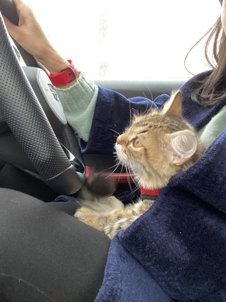 Породистый Кот ищет кошку для вязки