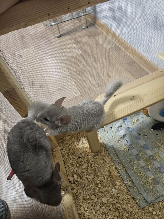 Шиншилла с клеткой !