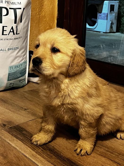 Чистокръвни Голдън ретривър бебетата