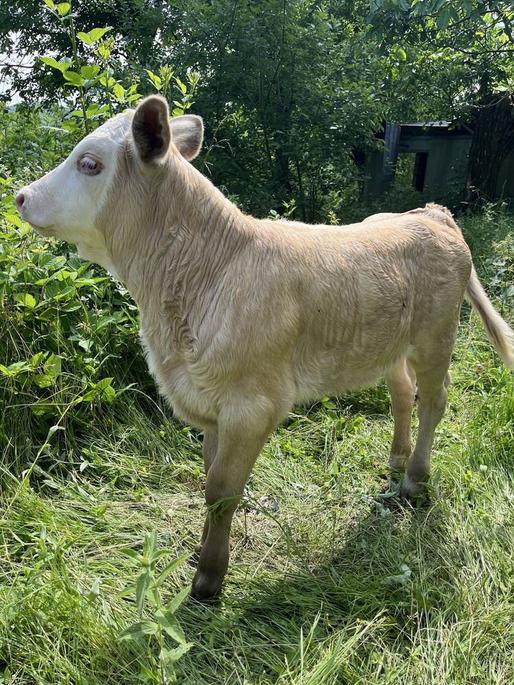 Vand 2 vitele si o vaca cu lapte