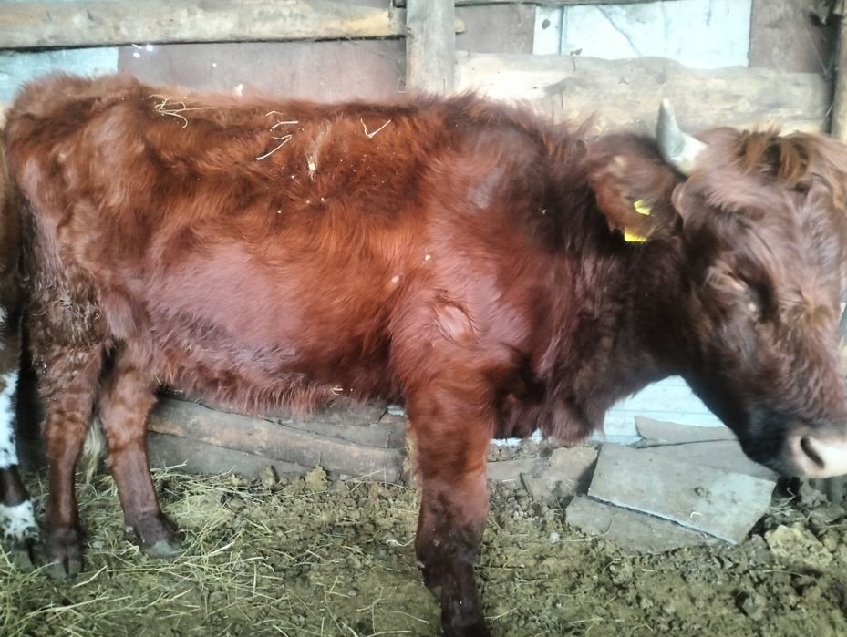 Мал сатылады соғымға!