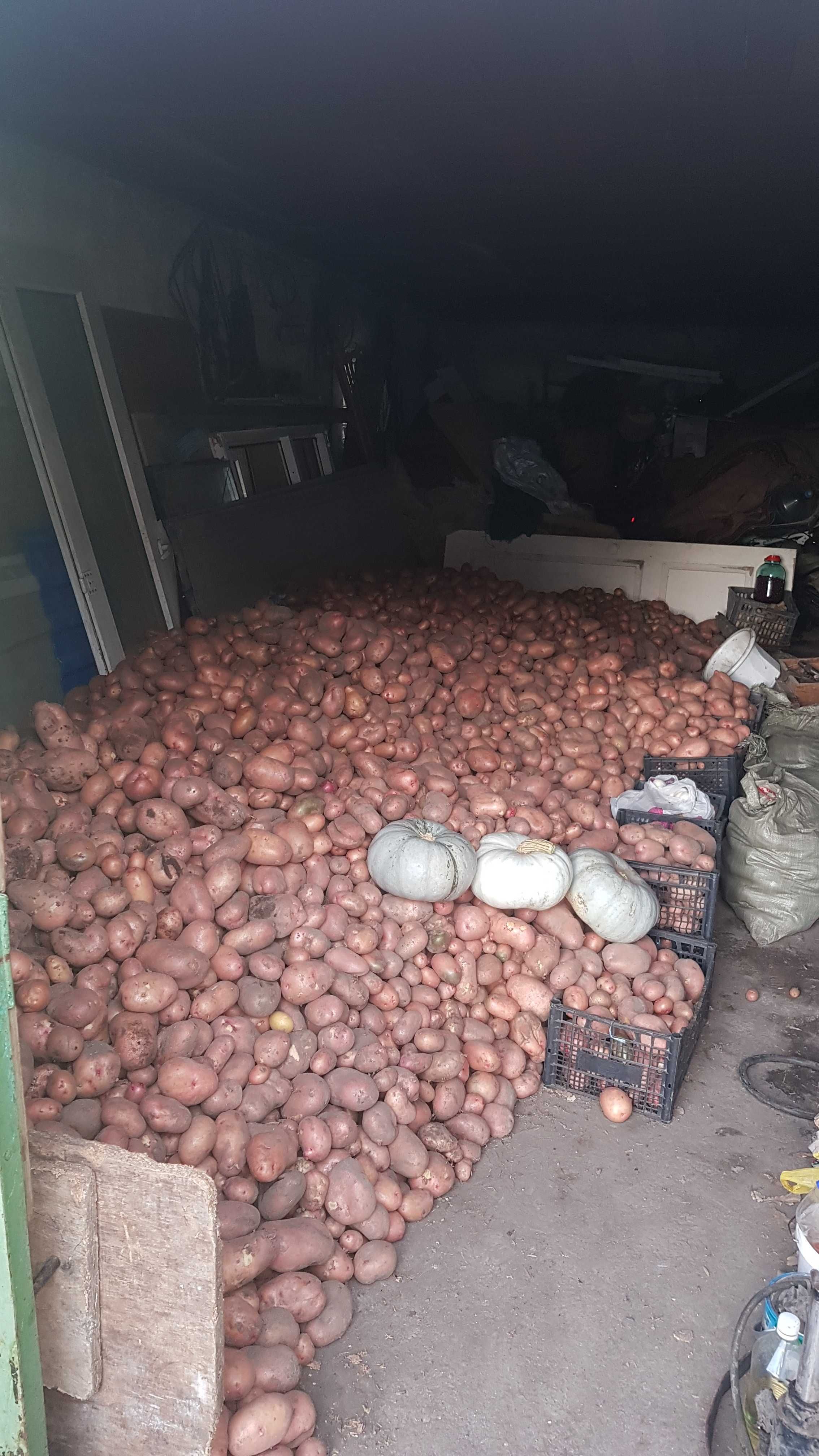 Семена домашнего картофеля