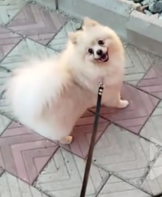 Продам собаку Шпиц.