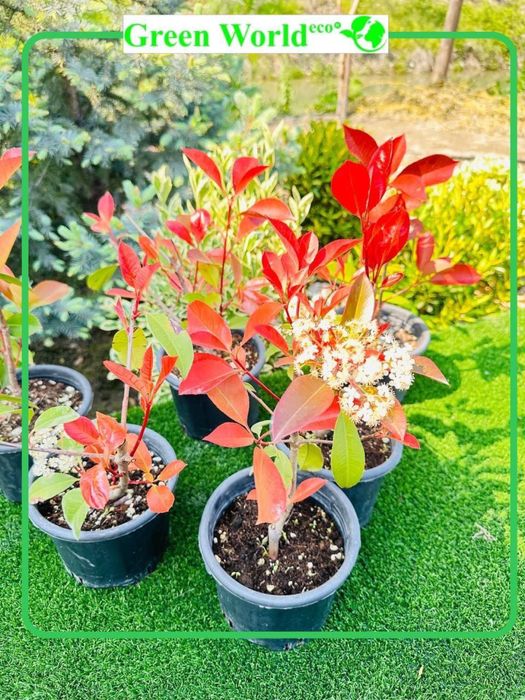 Photinia Fraseri Red Robin