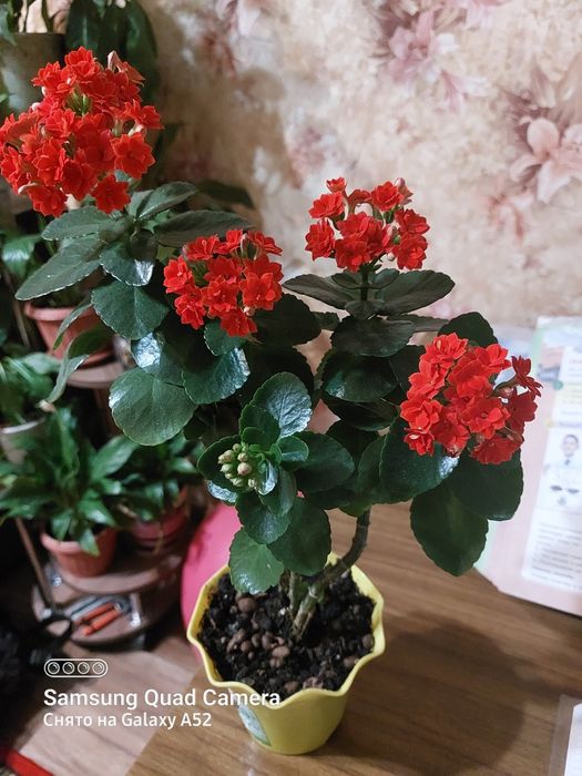 Цветок "Каланхоэ"