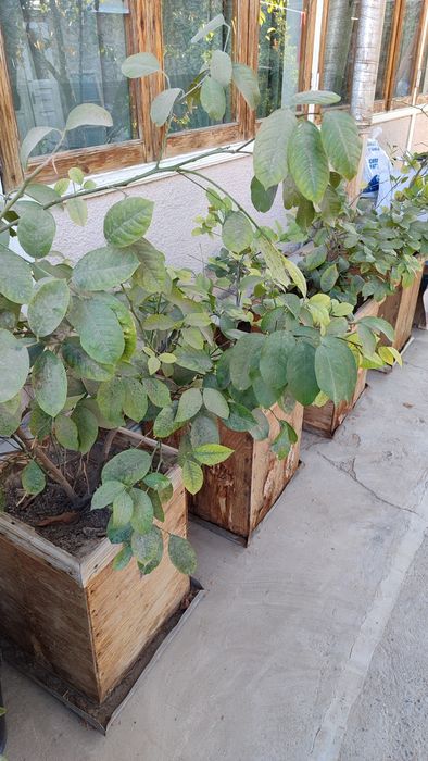 Лимонное дерево 4шт