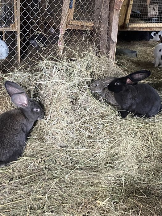 Продам кроликов крупной породы