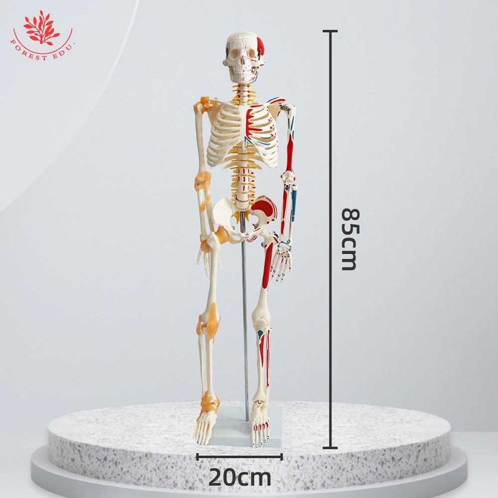 анатомическая модель скелета человека (85 см).
