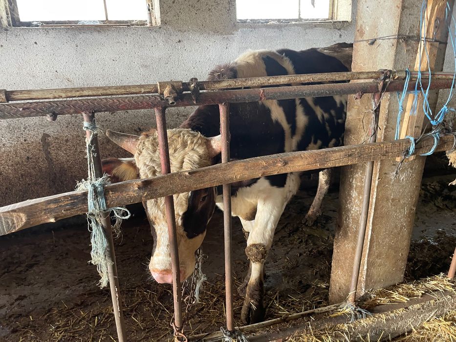 Всякакви селско стопански животни