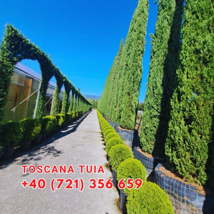 Ilex , Evonymus , Magnolia Solangeana Artar Rosu Japonez Aucuba platan