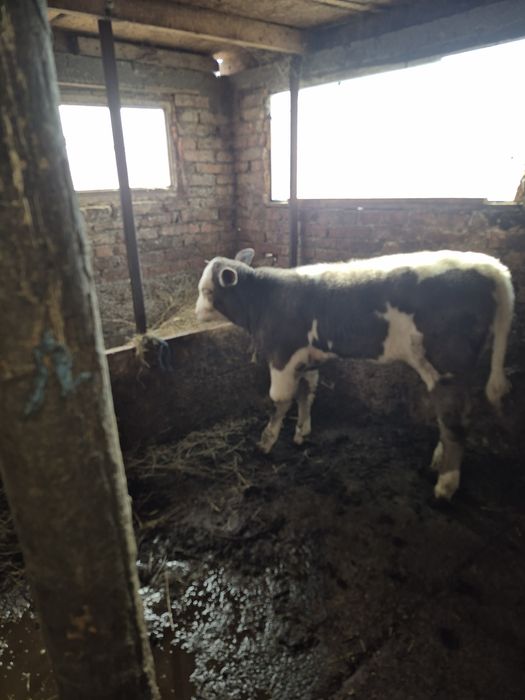 Vând o Viță bălțată românească