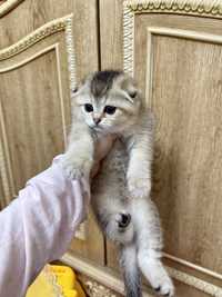 scottish fold shinshilla