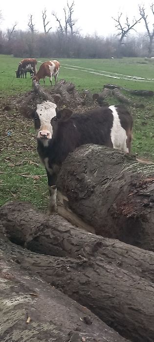 viței de la 3 la 5 luni 3bucăți vitele toate.