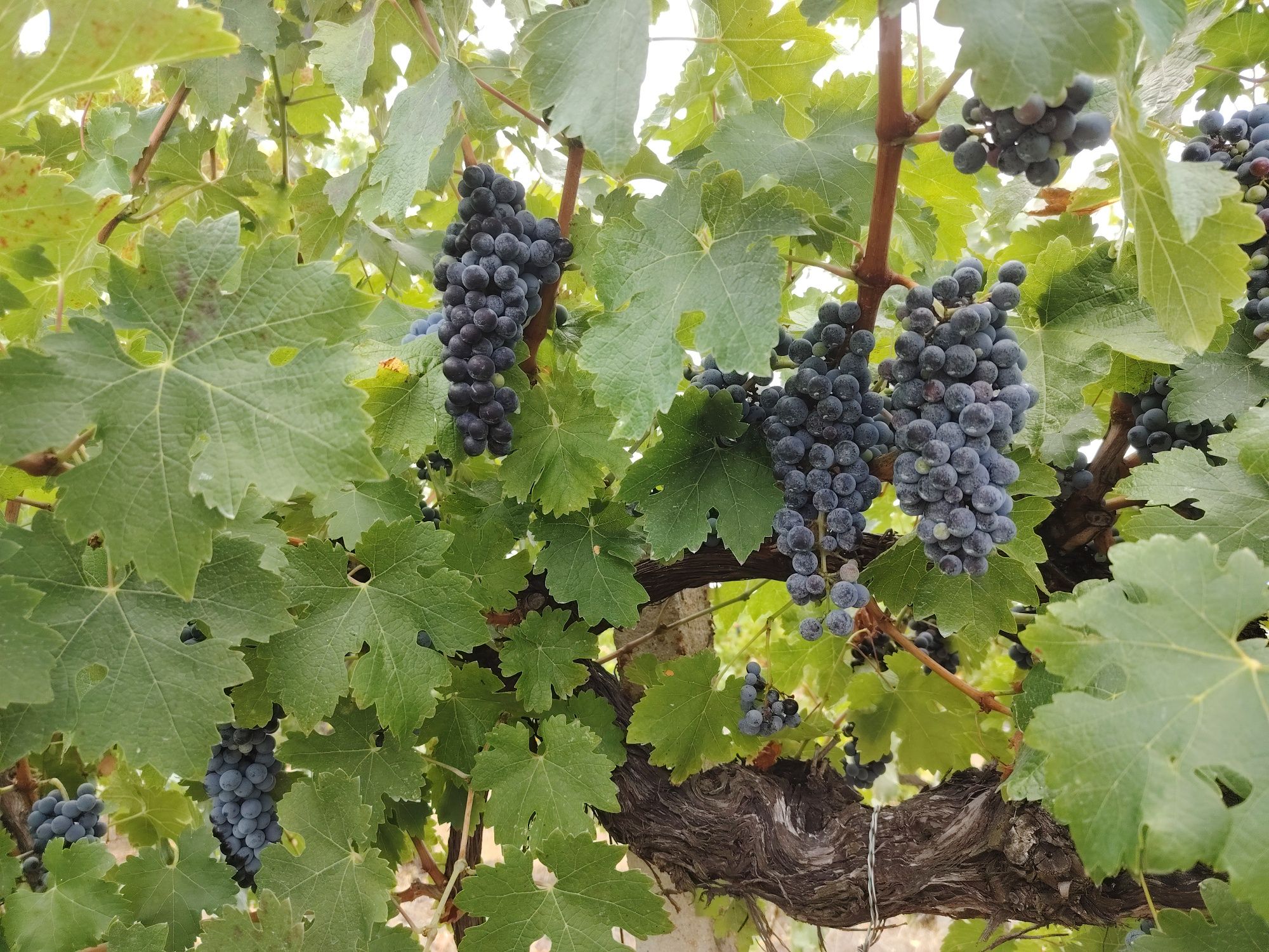 Продавам грозде,, Мерло,,