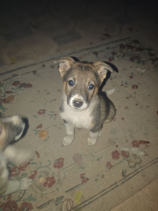 Щенок девочка дворняжка
