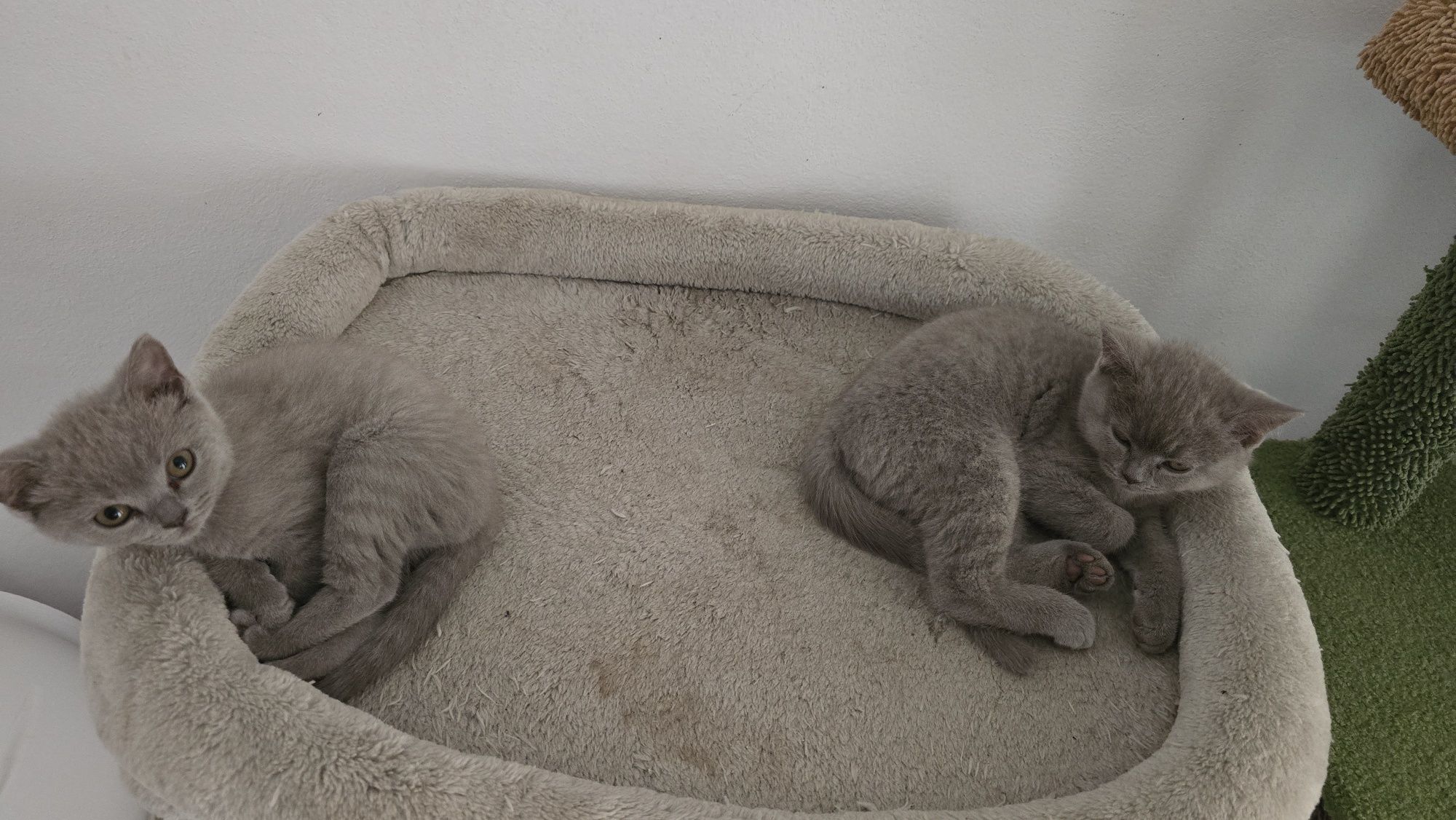 Pisici british shorthaire