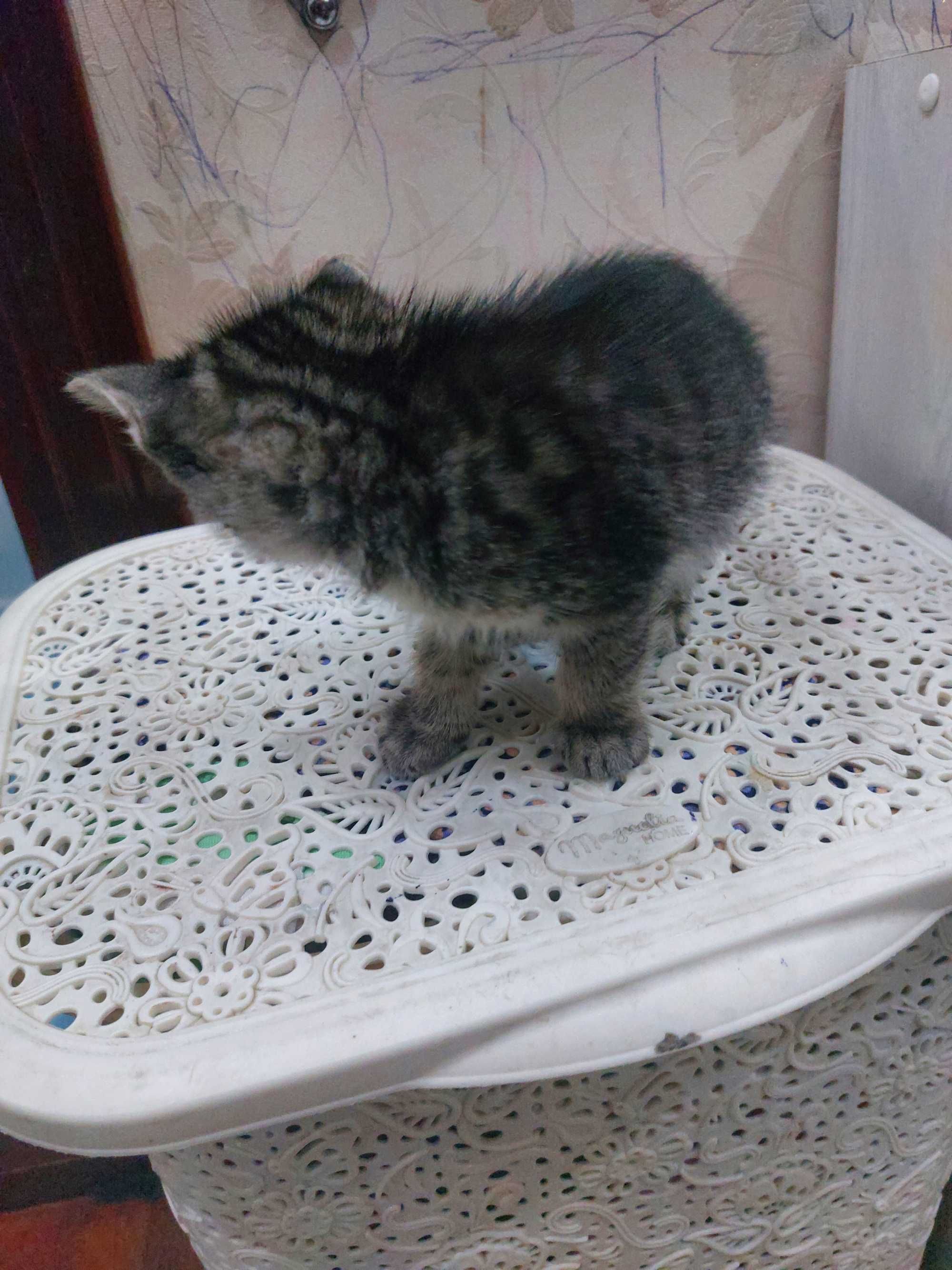 Котята бесплатно